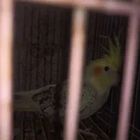 عروس هلندی