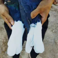 جفت دم سفید