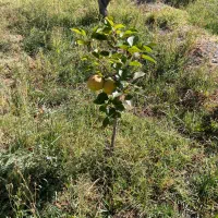 فروش باغ ویلا شرفخانه