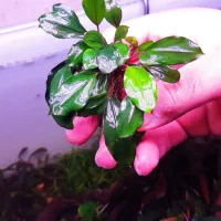 گیاه خاص آکواریوم پلنت|ماهی|تهران, هفت چنار|دیوار