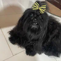 واگذاری شیتزو مشکی