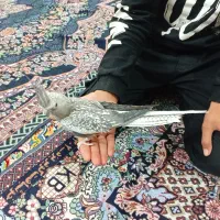 طوطی ماده آماده