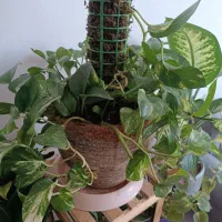 تعدادی گل|گل و گیاه طبیعی|فولادشهر, مسکن مهر فولادشهر|دیوار