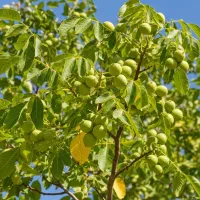 فروش نهال گردو فرنورصادراتی