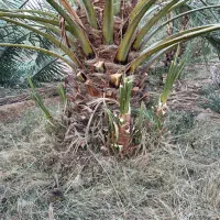 فروش پاجوش خاصویی|گل و گیاه طبیعی|بستک, |دیوار