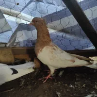 کبوتر|پرنده|رشت, گلباغ نماز|دیوار