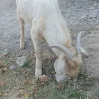 بزسانن|حیوانات مزرعه|پشتکوه (سیستان و بلوچستان), |دیوار