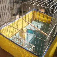 قناری ماده هیکلی