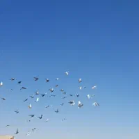 ۵۰تا کفتر بوم پرشی دانه ۱۶۰