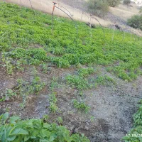 نشا شطل|گل و گیاه طبیعی|سروآباد, |دیوار