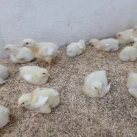 فروش یکجا ۱۵ جوجه گوشتی راس در انزلی