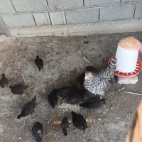 مرغ جوجه دار|حیوانات مزرعه|سیمین شهر, |دیوار