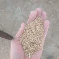 گندم درجه یک|خدمات باغبانی و درختکاری|چگنی, |دیوار