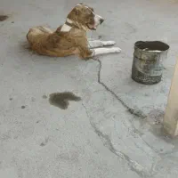 سگ خراسانی ۱۳ ماهه هیکل و کشیده