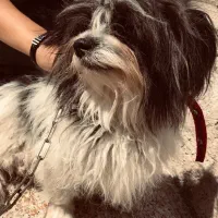 سگ شیتزو ریز پا کوتاه چهار میلیون