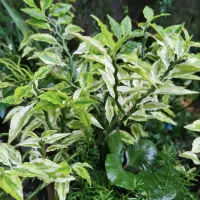 گل قاشقی وگل پدیلانتوس|گل و گیاه طبیعی|لاهیجان, لاشیدان|دیوار