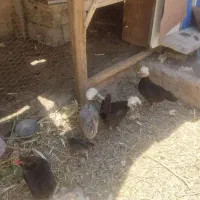 مرغ چهار عدد با یه جوجه مرغ خانگی دوماهه