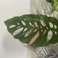 گل آپارتمانی