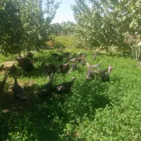 بوقلمون برنز آمریکایی