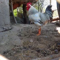 خروس‌‌محلی‌وماشینی