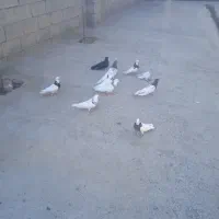 تعدادی کبوتر