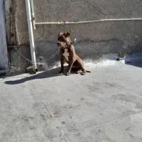 سگ پیت بول اصل|سگ|قدس, شهر‌قدس|دیوار