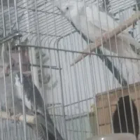 دو عدد عروس هلندی|پرنده|جوانرود, |دیوار