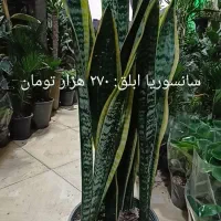 سانسوریا ابلق وبلند وپُر