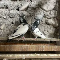 کبوتر کل دم سیاه