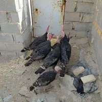 فروش ۵ عدد بوقلمون نر