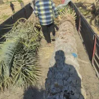 انواع نخل های تنه 4تا6متر|خدمات باغبانی و درختکاری|قائم‌شهر, |دیوار