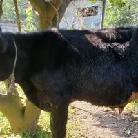 گوساله‌نر‌اصیل