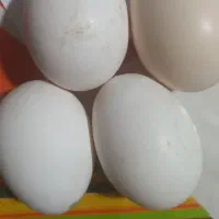 تخم مرغ محلی|خوردنی و آشامیدنی|زنجان, |دیوار