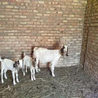 بز زاییده جملی