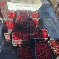 فروش عمده آلبالو رسمی و پیوندی