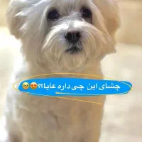 سگ شیتزو تریر نر
