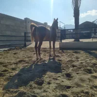 فروش تعدادی اسب سلطنتی