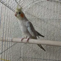 عروس نر ۷ ماهه به شرط نر