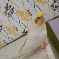 عروس هلندی ماده فوری