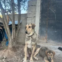 سگ‌ نگهبان