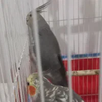 عروس هلندی طوطی عروس|پرنده|رشت, کوی مهر|دیوار