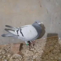 کبوتر مسافتی و پرشی|پرنده|آق قلا, |دیوار