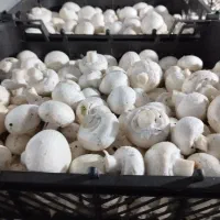 فروش قارچ