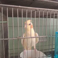 عروس هلندی زعفرونی ماده