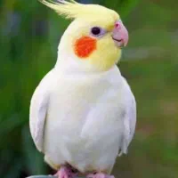 واگذاری پرنده شما طوطی عروس هلندی