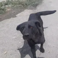 سگ گله سیا