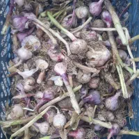 سیر ضعایات آلیام