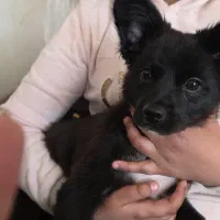 میکس پامر اشپیتز|سگ|شاهین‌شهر, شهرک گلدیس|دیوار