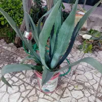 گل آگاو امریکن بزرگ مخصوص تالار یاویلا وباغ