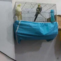 جفت طوطی عروس|پرنده|رشت, کوی جام جم|دیوار